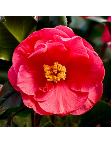 Camellia Japonica Rosie "Dr. King" - Ghiveci 2L