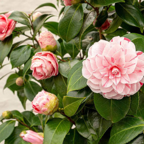 Camellia Japonica "Bicolor" - Ghiveci 2L 2
