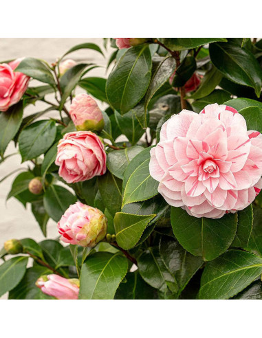Camellia Japonica "Bicolor" - Ghiveci 2L