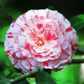 Camellia Japonica "Bicolor" - Ghiveci 2L