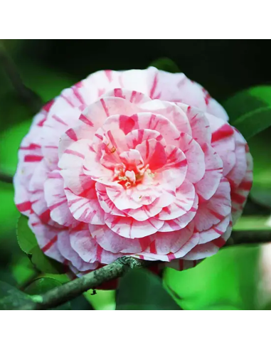 Camellia Japonica "Bicolor" - Ghiveci 2L