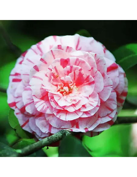 Camellia Japonica "Bicolor" - Ghiveci 2L