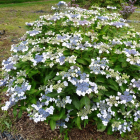 Hortensia Macrophylla "Mariesii Grandiflora" - Ghiveci 2L