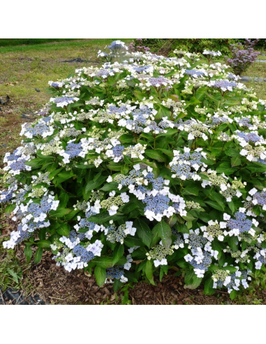 Hortensia Macrophylla "Mariesii Grandiflora" - Ghiveci 2L