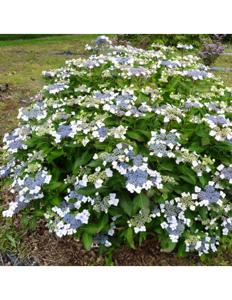 Hortensia Macrophylla "Mariesii Grandiflora" - Ghiveci 2L