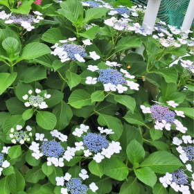 Hortensia Macrophylla "Mariesii Grandiflora" - Ghiveci 2L 2