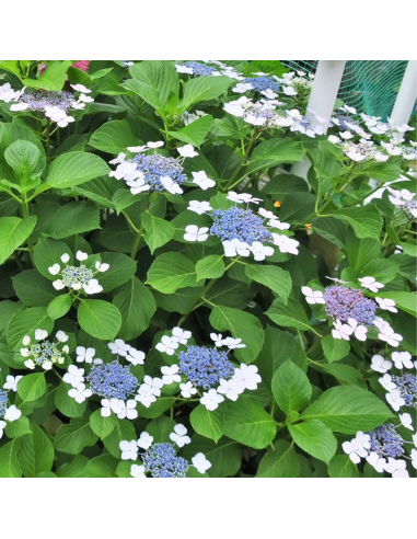 Hortensia Macrophylla "Mariesii Grandiflora" - Ghiveci 2L