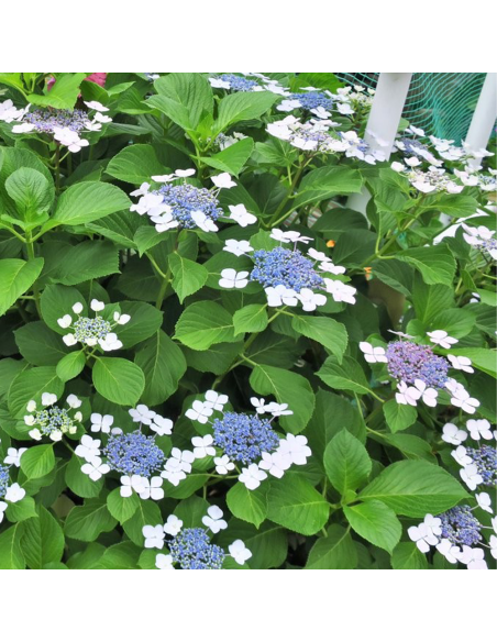 Hortensia Macrophylla "Mariesii Grandiflora" - Ghiveci 2L