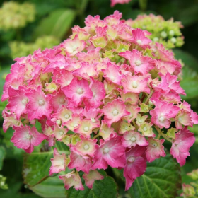 Hortensia Macrophylla "Gertrude Glahn" - Ghiveci 2L