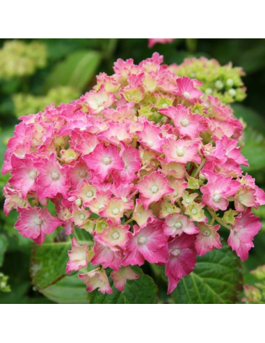 Hortensia Macrophylla "Gertrude Glahn" - Ghiveci 2L