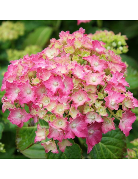 Hortensia Macrophylla "Gertrude Glahn" - Ghiveci 2L