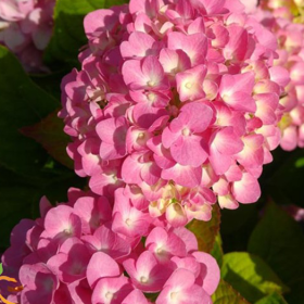 Hortensia Macrophylla "Gertrude Glahn" - Ghiveci 2L 2