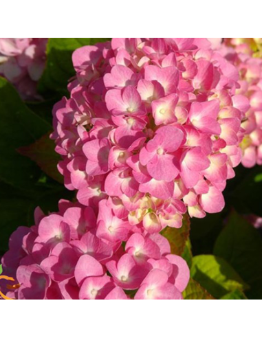 Hortensia Macrophylla "Gertrude Glahn" - Ghiveci 2L