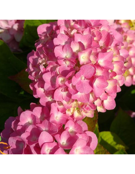 Hortensia Macrophylla "Gertrude Glahn" - Ghiveci 2L