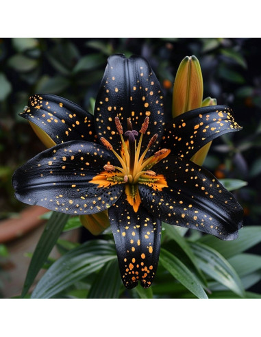 Crini Imperiali Parfumati "Starry Night" Bulbi