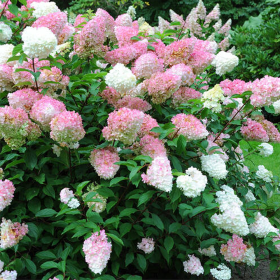 Hortensia Paniculata „Pink Lady” 2L (40-50 cm)