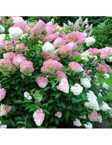 Hortensia Paniculata „Pink Lady” 2L (40-50 cm)