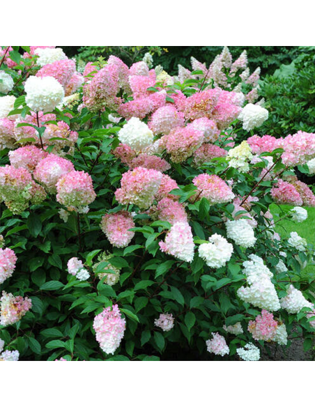 Hortensia Paniculata „Pink Lady” 2L (40-50 cm)
