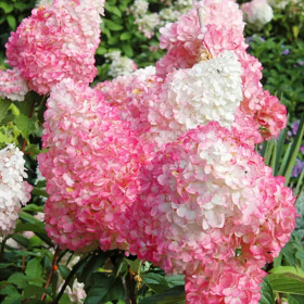 Hortensia Paniculata „Pink Lady” 2L (40-50 cm) 2