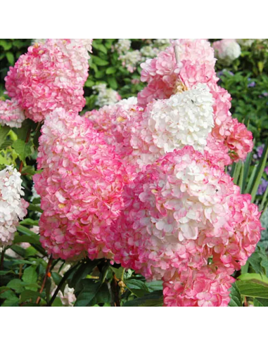 Hortensia Paniculata „Pink Lady” 2L (40-50 cm)