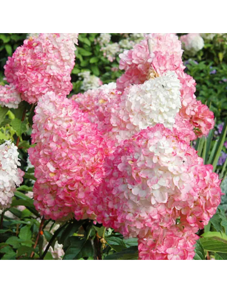 Hortensia Paniculata „Pink Lady” 2L (40-50 cm)