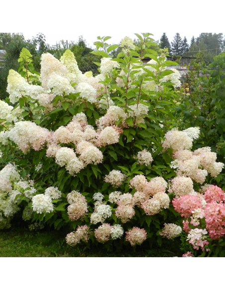 Hortensia Paniculata „Phantom” 2L (40-50 cm)