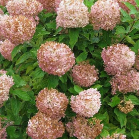 Hortensia Paniculata „Phantom” 2L (40-50 cm) 2