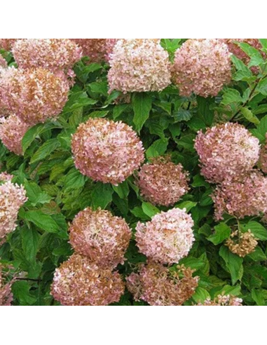 Hortensia Paniculata „Phantom” 2L (40-50 cm)