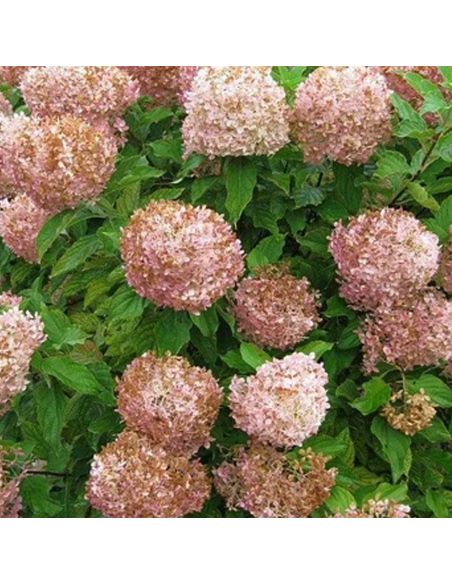 Hortensia Paniculata „Phantom” 2L (40-50 cm)