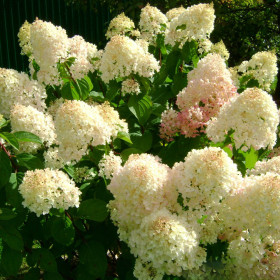 Hortensia Paniculata „Silver Dollar” 2L (40-50 cm)