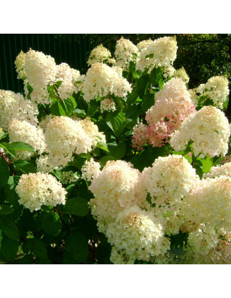 Hortensia Paniculata „Silver Dollar” 2L (40-50 cm)