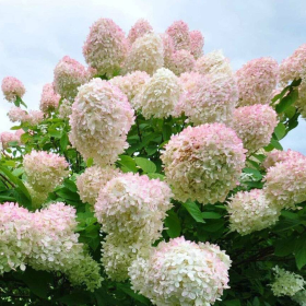 Hortensia Paniculata „Silver Dollar” 2L (40-50 cm) 2