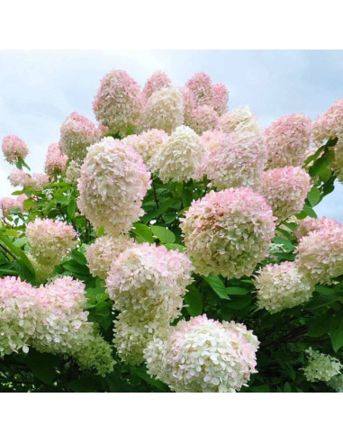 Hortensia Paniculata „Silver Dollar” 2L (40-50 cm)