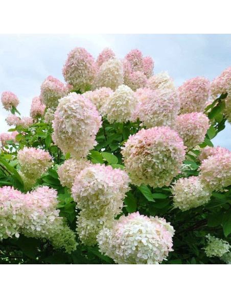 Hortensia Paniculata „Silver Dollar” 2L (40-50 cm)