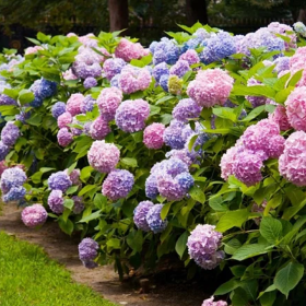 Hortensia Macrophylla „Endless Summer” 2L (40-50 cm)