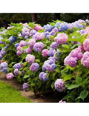 Hortensia Macrophylla „Endless Summer” 2L (40-50 cm)