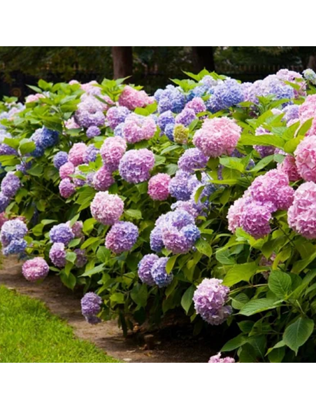 Hortensia Macrophylla „Endless Summer” 2L (40-50 cm)