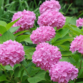 Hortensia Macrophylla „Endless Summer” 2L (40-50 cm) 2