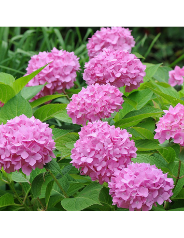 Hortensia Macrophylla „Endless Summer” 2L (40-50 cm)