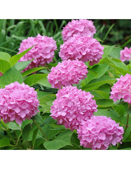 Hortensia Macrophylla „Endless Summer” 2L (40-50 cm)