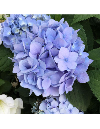 Hortensia Macrophylla „Endless Summer” 2L (40-50 cm)