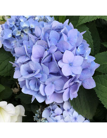 Hortensia Macrophylla „Endless Summer” 2L (40-50 cm)