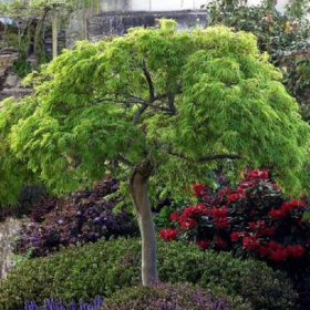 Acer Palmatum "Dissectum" - Ghiveci 3L