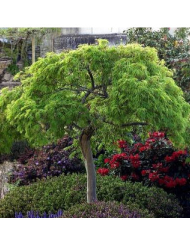 Acer Palmatum "Dissectum" - Ghiveci 3L