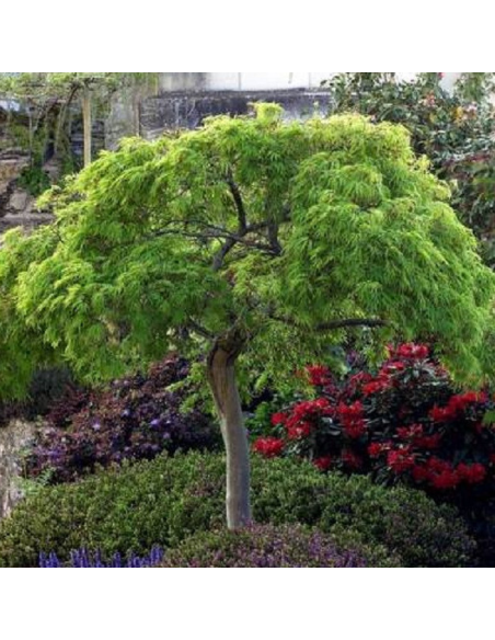 Acer Palmatum "Dissectum" - Ghiveci 3L
