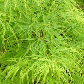 Acer Palmatum "Dissectum" - Ghiveci 3L 2