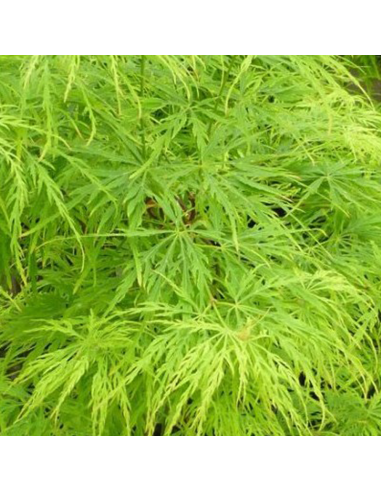 Acer Palmatum "Dissectum" - Ghiveci 3L