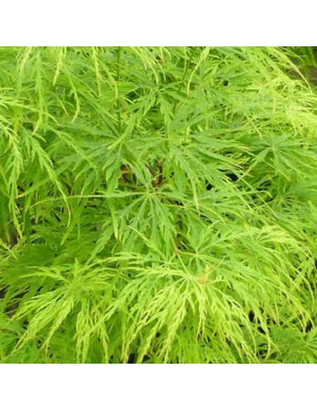 Acer Palmatum "Dissectum" - Ghiveci 3L