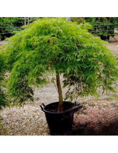 Acer Palmatum "Dissectum" - Ghiveci 3L