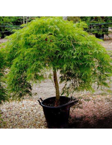 Acer Palmatum "Dissectum" - Ghiveci 3L